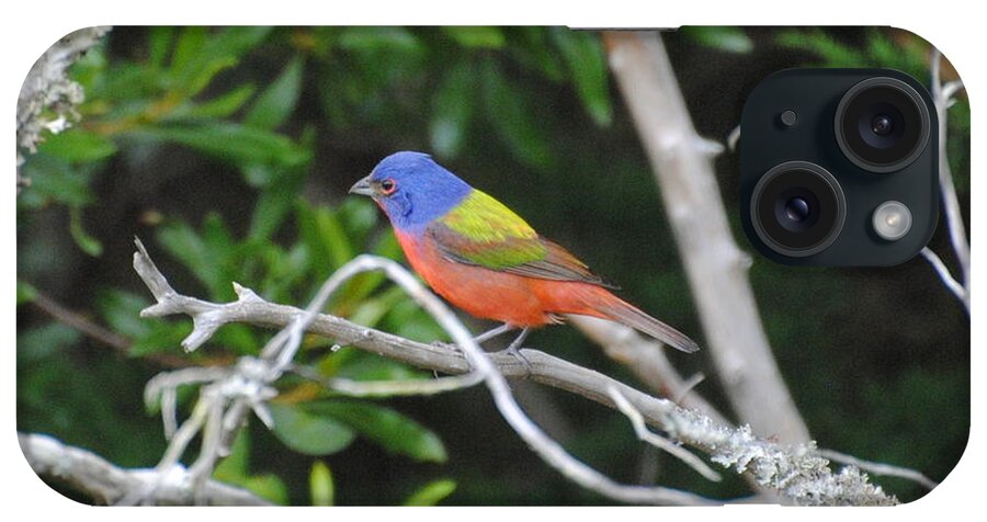 Painted Bunting iPhone Case featuring the photograph Painted Bunting out on a limb by Dan Williams
