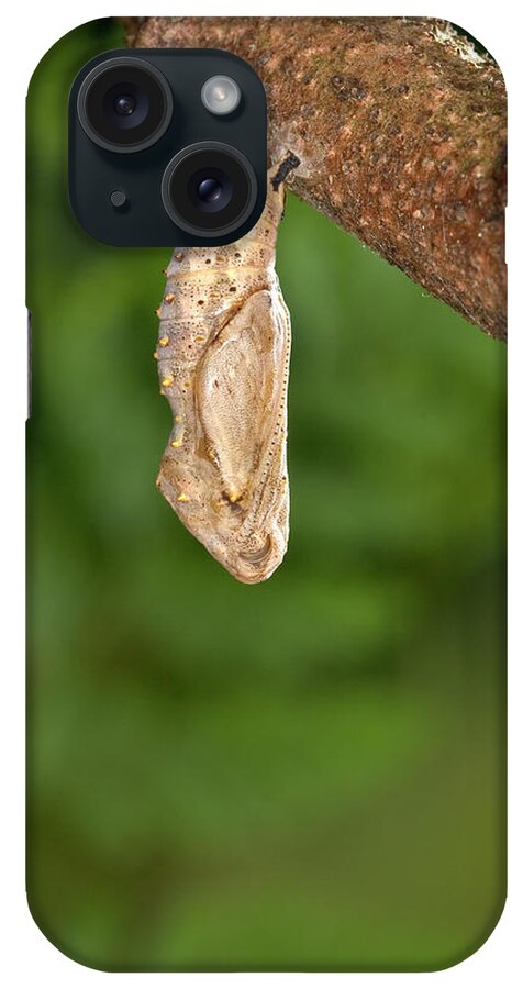 00640183 iPhone Case featuring the photograph Painted Lady Butterfly Chrysalis by Michael Durham