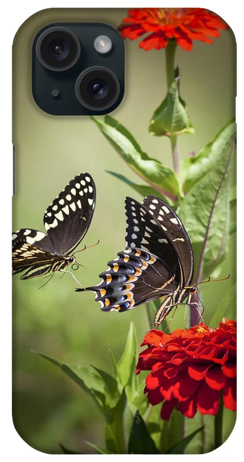 Butterflies iPhone Case featuring the photograph Palamedes Swallowtail Butterflies by Jo Ann Tomaselli