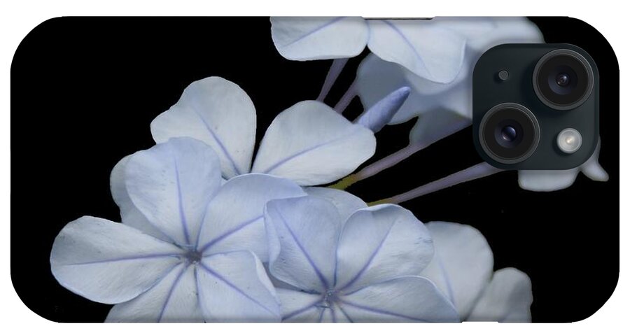 Plumbago iPhone Case featuring the photograph Pale Blue Plumbago Isolated on Black Background by Taiche Acrylic Art