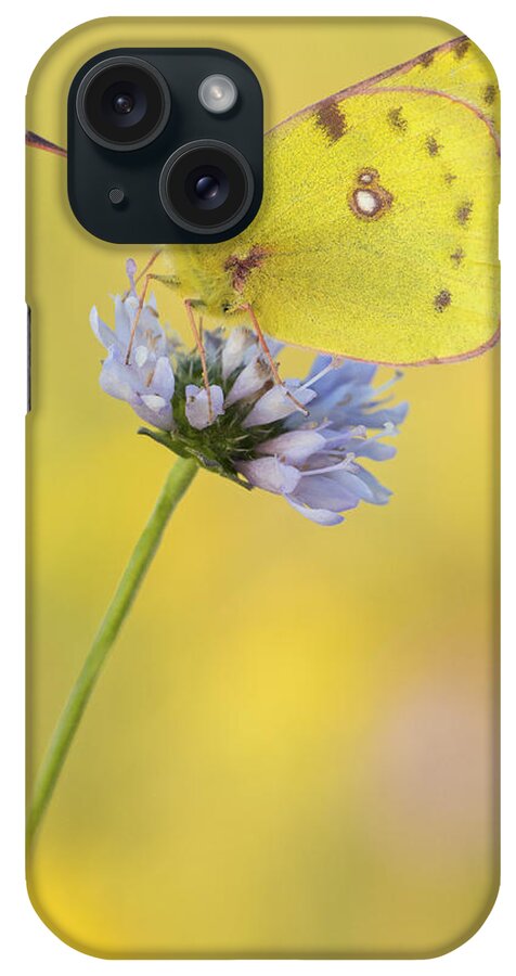 Nis iPhone Case featuring the photograph Pale Clouded Yellow Butterfly On Flower by Arik Siegel