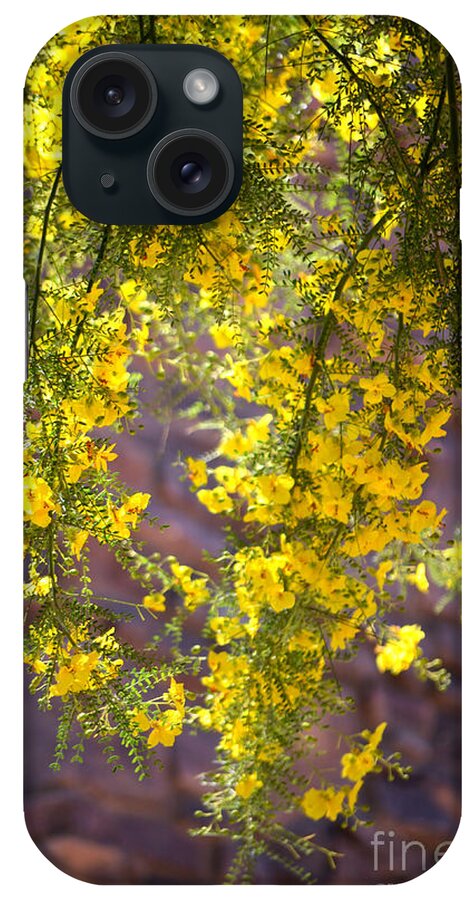 Palo Verde Tree iPhone Case featuring the photograph Palo Verde Blossoms by Deb Halloran