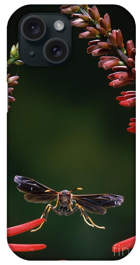 Animal iPhone Case featuring the photograph Paper Wasp in Flight by Stephen Dalton
