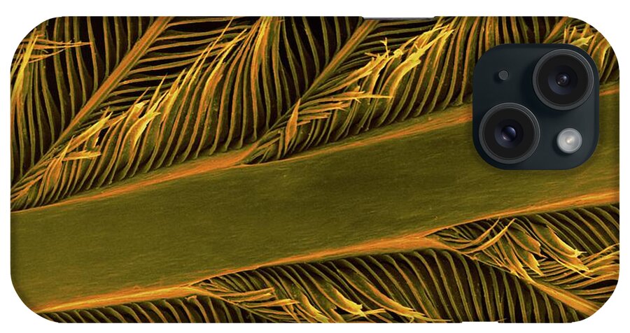 Parrot iPhone Case featuring the photograph Parrot Feather Rachis by Dennis Kunkel Microscopy/science Photo Library