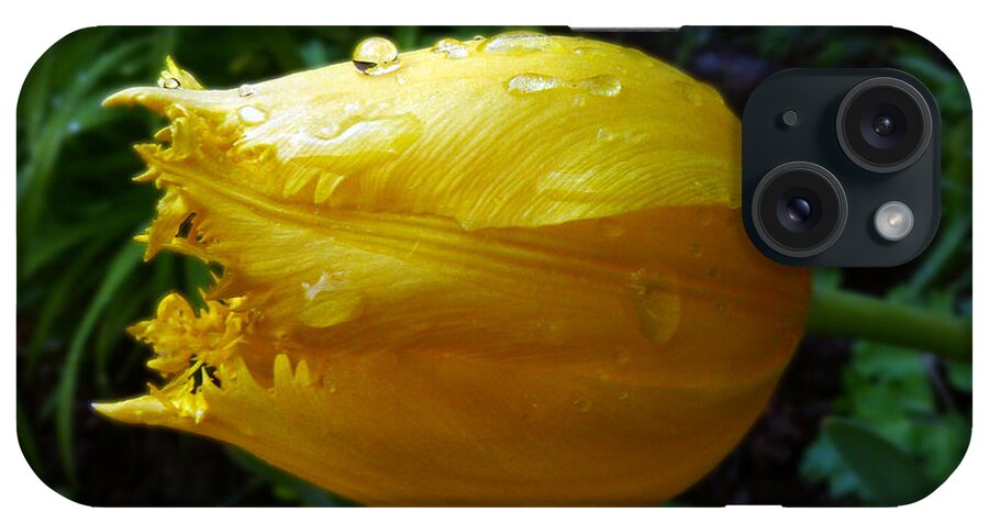 Yellow Flower iPhone Case featuring the photograph Parrot Tulip Adorned By Droplets by Baato 