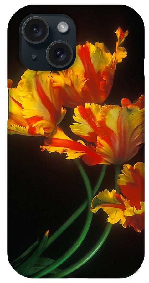 Yellow iPhone Case featuring the photograph Parrot Tulips on Easter Morning vertical by Teri Atkins Brown