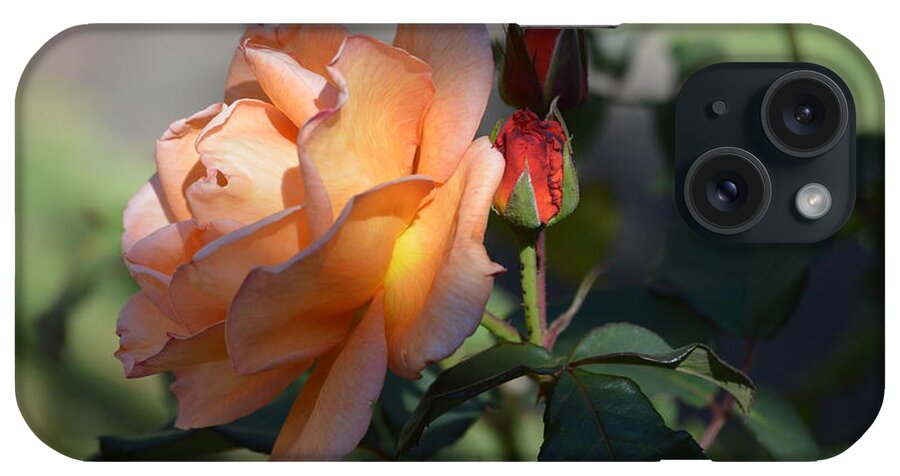 Costa Rica iPhone Case featuring the photograph Passion Rose by Pamela Shearer