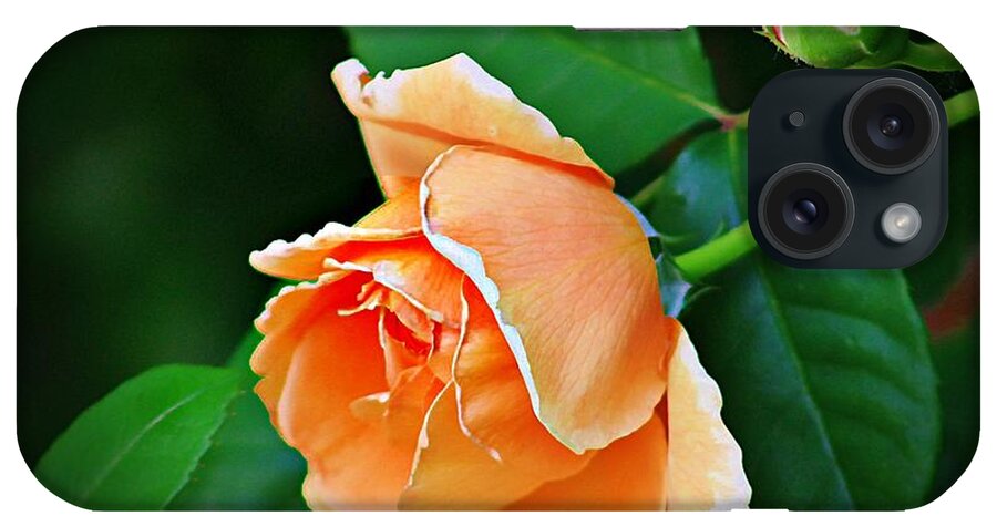 Rose iPhone Case featuring the photograph Peach Rose by Karen McKenzie McAdoo