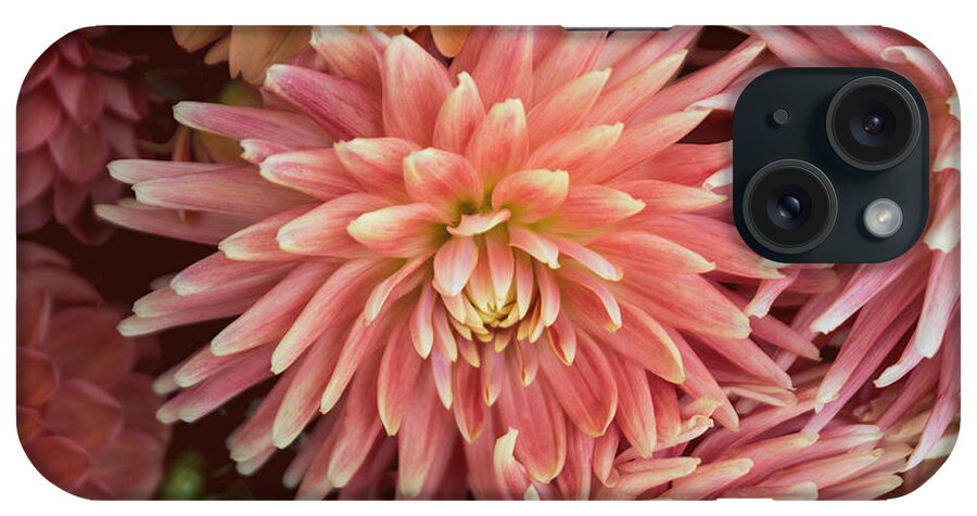 Florals iPhone Case featuring the photograph Peachy Pink Dahlia by Arlene Carmel