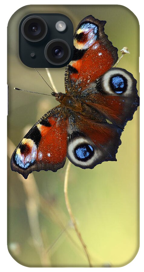 Bug iPhone Case featuring the photograph Peacock butterfly on a dried flower by Jaroslaw Blaminsky