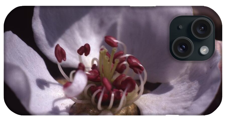 Retro Images Archive iPhone Case featuring the photograph Pear Flower by Retro Images Archive