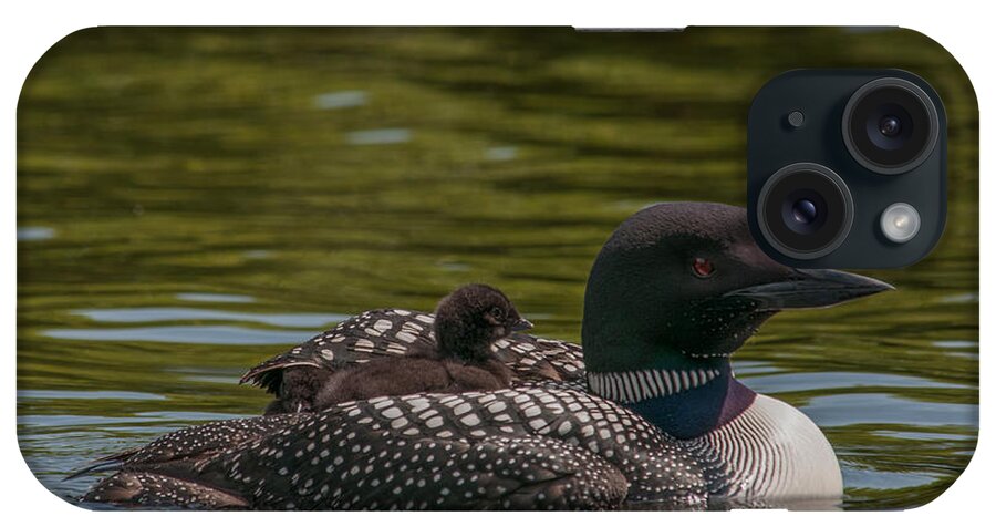 Common Loon iPhone Case featuring the photograph Peeking From Under by Brenda Jacobs