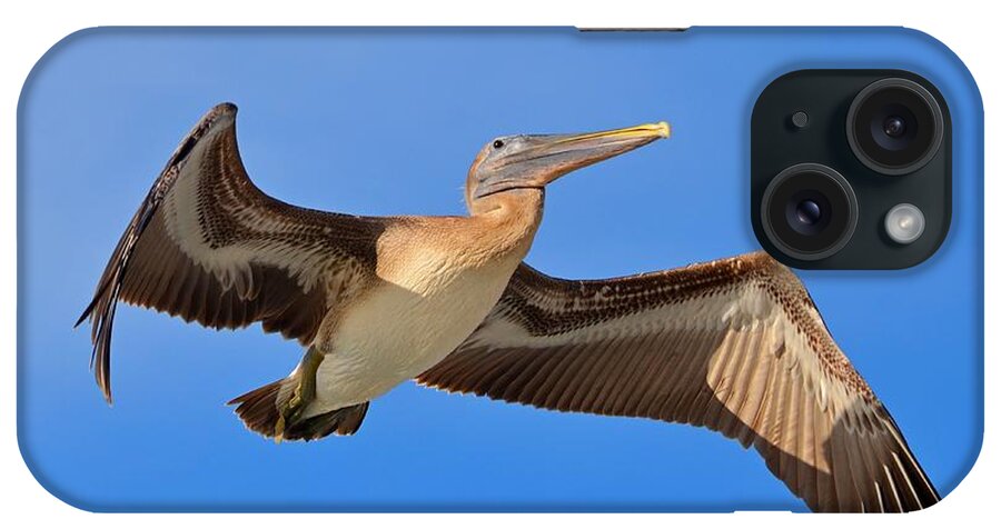 Pelican iPhone Case featuring the photograph Pelican in Flight with Shadows by Jeff at JSJ Photography
