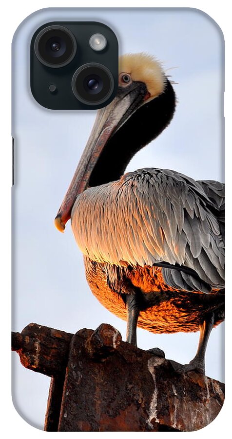 Birds iPhone Case featuring the photograph Pelican looking back by AJ Schibig
