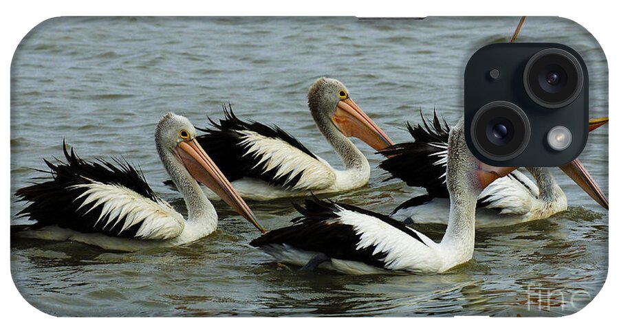 Pelican iPhone Case featuring the photograph Pelicans In Australia 2 by Bob Christopher