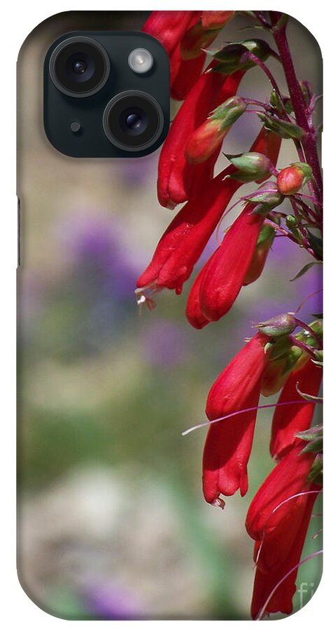 Flowers iPhone Case featuring the photograph Penstemon by Kathy McClure