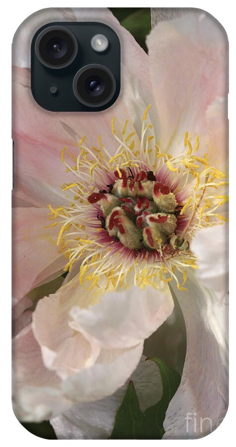 Flower iPhone Case featuring the photograph Peonie In Soft Pink by Deborah Benoit