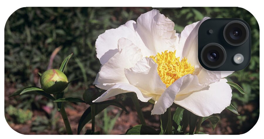 'krinkled White' iPhone Case featuring the photograph Peony Flower (paeonia Lactiflora) by Sally Mccrae Kuyper/science Photo Library