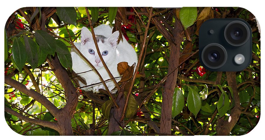 Cat iPhone Case featuring the photograph Perched by Jon Exley