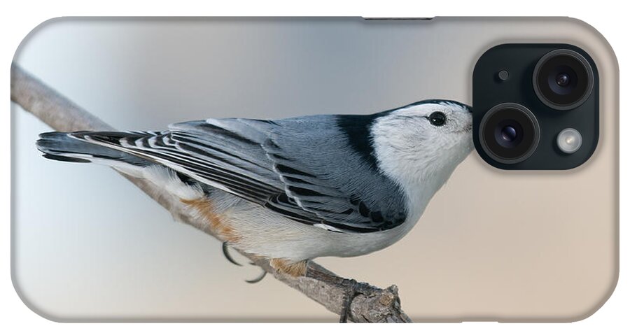 White Breasted Nuthatch iPhone Case featuring the photograph Perching Nuthatch by Lara Ellis