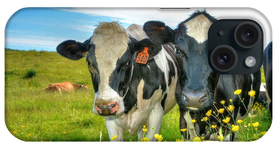 Holstein iPhone Case featuring the photograph Percy's Holsteins by John Nielsen