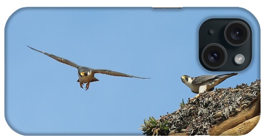 Peregrine iPhone Case featuring the photograph Peregrine Falcons - 1 by Christy Pooschke