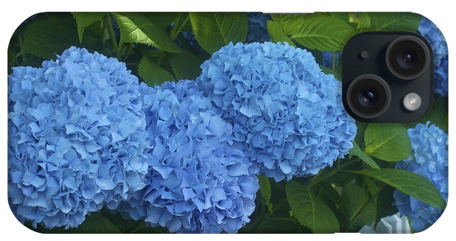Blue Hydrangeas iPhone Case featuring the photograph Perfect Blue Hydrangeas by Amazing Jules
