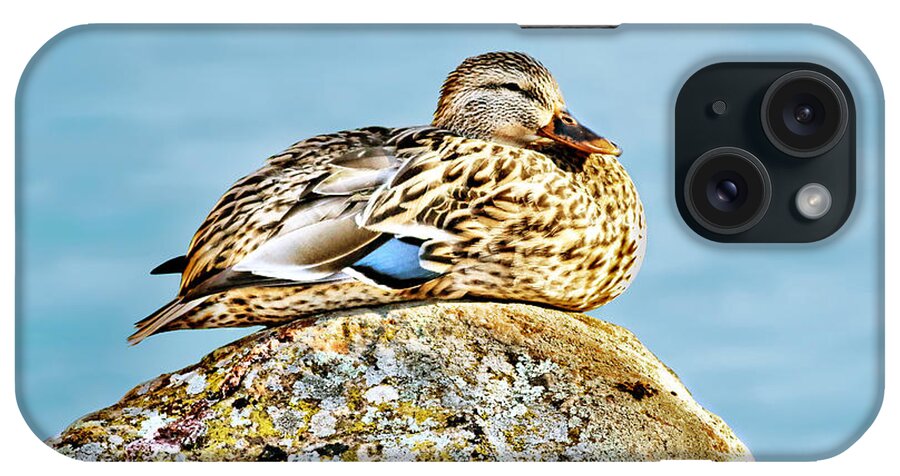  Duck iPhone Case featuring the photograph Perfect Resting Rock by Abram House