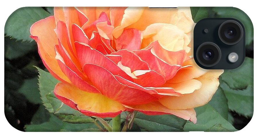 Rose iPhone Case featuring the photograph Perfect Rose by Janette Boyd
