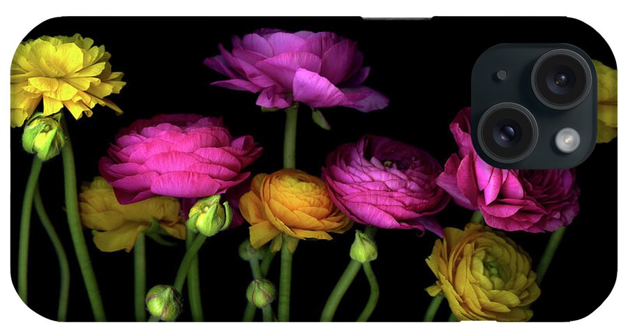 Black Background iPhone Case featuring the photograph Persian Buttercups Ranunculus Asiaticus by Photograph By Magda Indigo