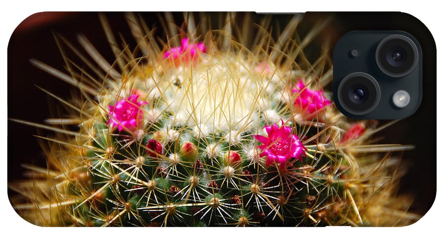 Cactus iPhone Case featuring the photograph Petite Cactus by John Schneider