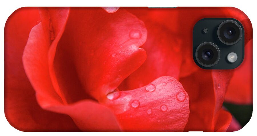 London iPhone Case featuring the photograph Phoenix Garden Red Red Rose by Deborah Smolinske