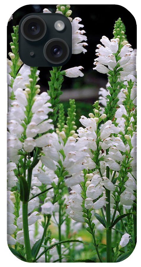 Physostegia Virginiana Summer iPhone Case featuring the photograph Physostegia Virginiana Summer Snow by The Picture Store/science Photo Library