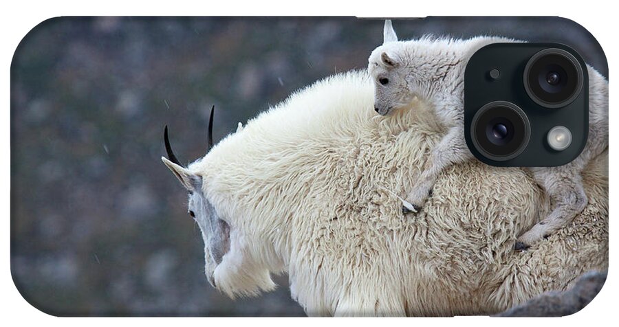 Mountain Goats Print iPhone Case featuring the photograph Piggyback Ride by Jim Garrison