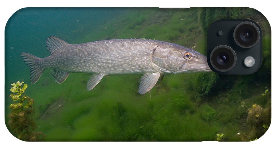 Northern Pike iPhone Case featuring the photograph Pike In Lake by Wolfgang Herath
