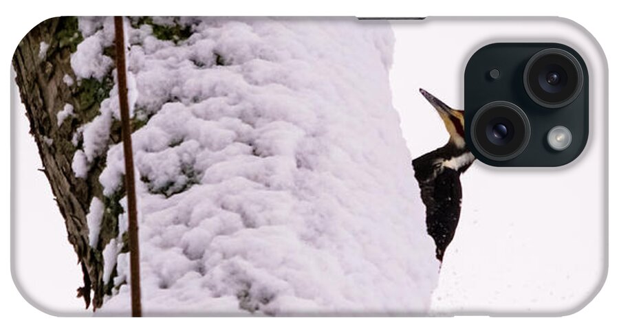 Pileated iPhone Case featuring the photograph Pileated Woodpecker in the Snow by Holden The Moment