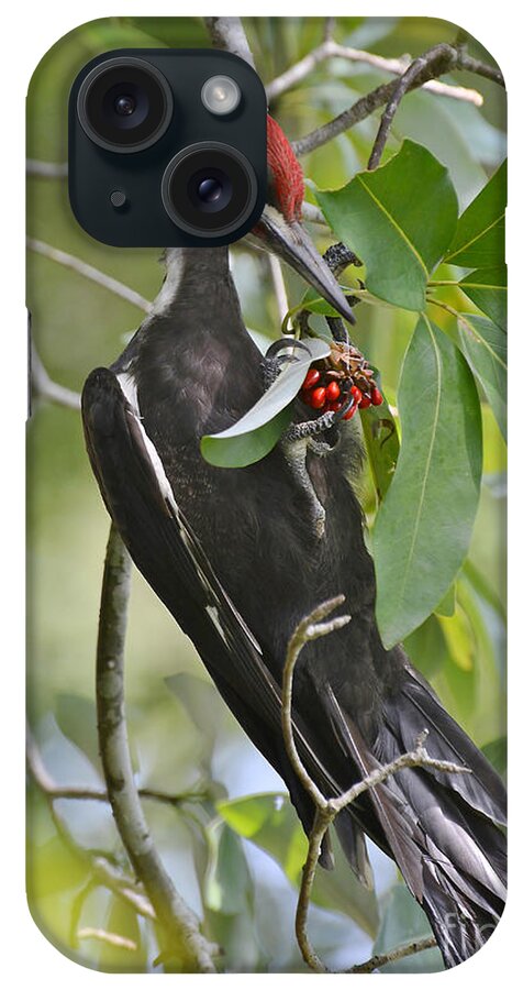 Woodpecker iPhone Case featuring the photograph Pileated Woodpecker by Kathy Baccari