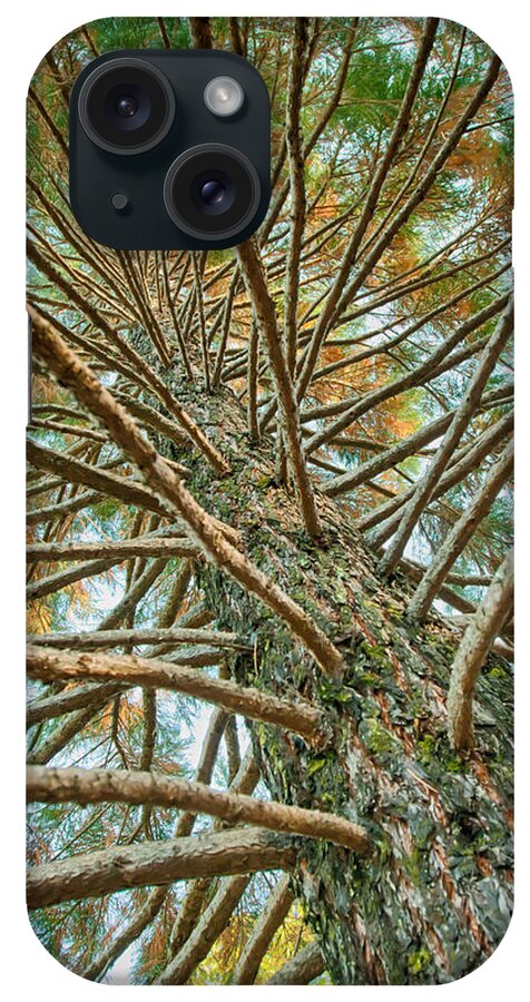 Nature iPhone Case featuring the photograph Pine Tree by Lisa Chorny