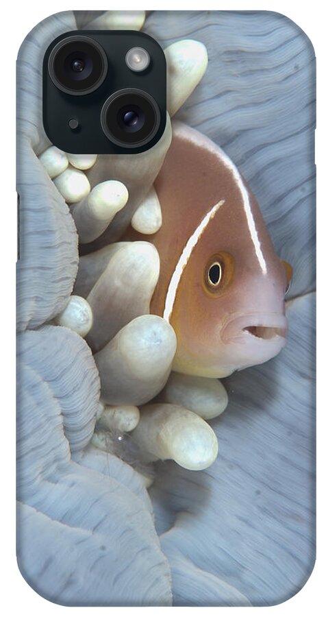 Flpa iPhone Case featuring the photograph Pink Anemonefish In Magnificent Sea by Colin Marshall