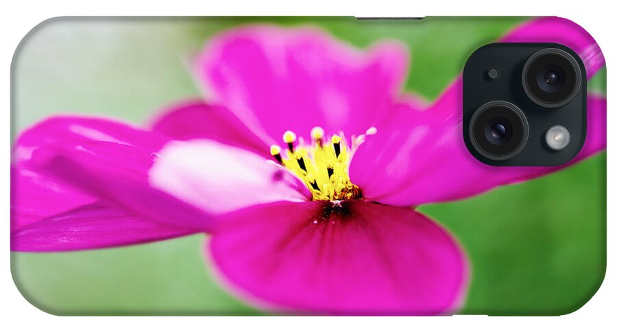 Pink iPhone Case featuring the photograph Pink Aster Flower by Nick Biemans