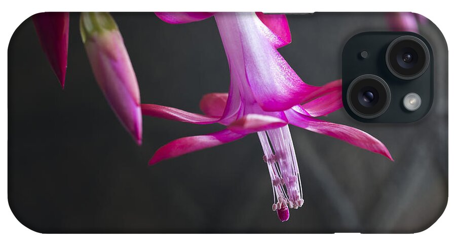 Pink iPhone Case featuring the photograph Pink Christmas Cactus by Roger Snyder