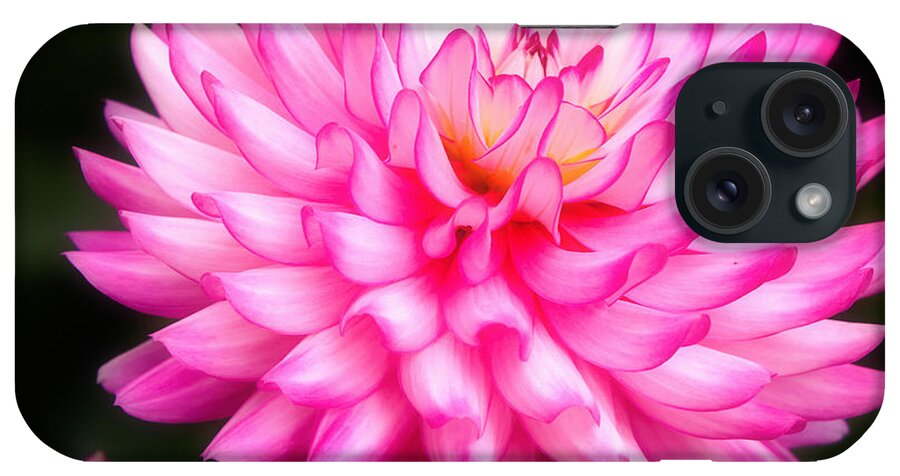 Closeup iPhone Case featuring the photograph Pink Chrysanths by Nick Biemans