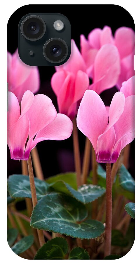 Black iPhone Case featuring the photograph Pink Cyclamen by Mark Llewellyn