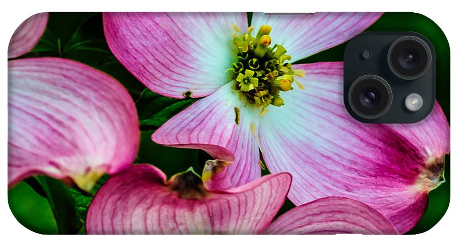 Dogwood iPhone 15 Case featuring the photograph Pink Dogwood by Louis Dallara