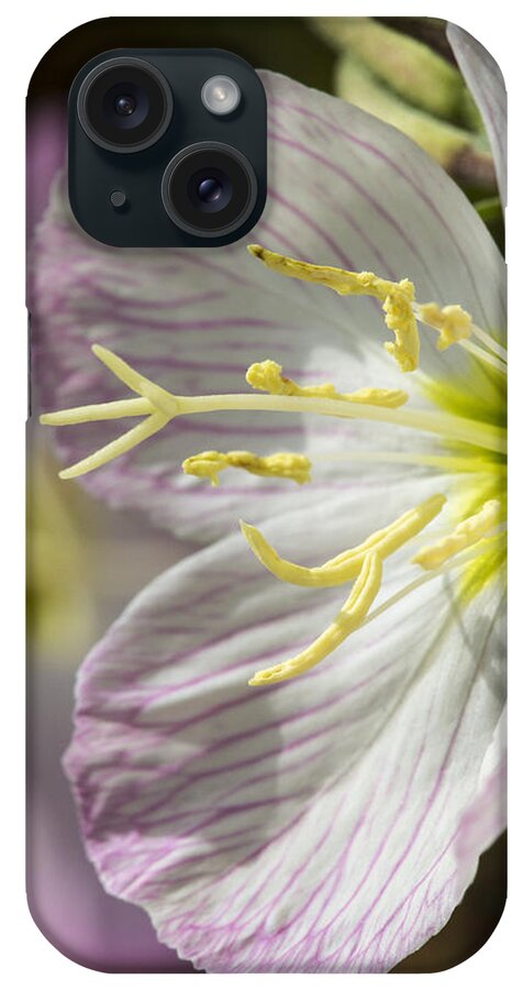 Flower iPhone Case featuring the photograph Pink Evening Primrose Flower by Steven Schwartzman