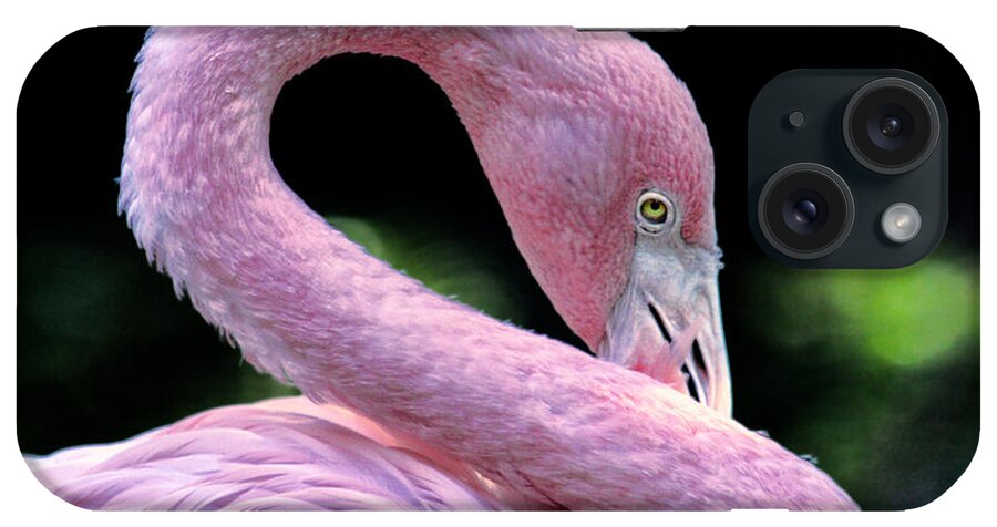 Flamingo iPhone Case featuring the photograph Pink Flamingo by John Douglas