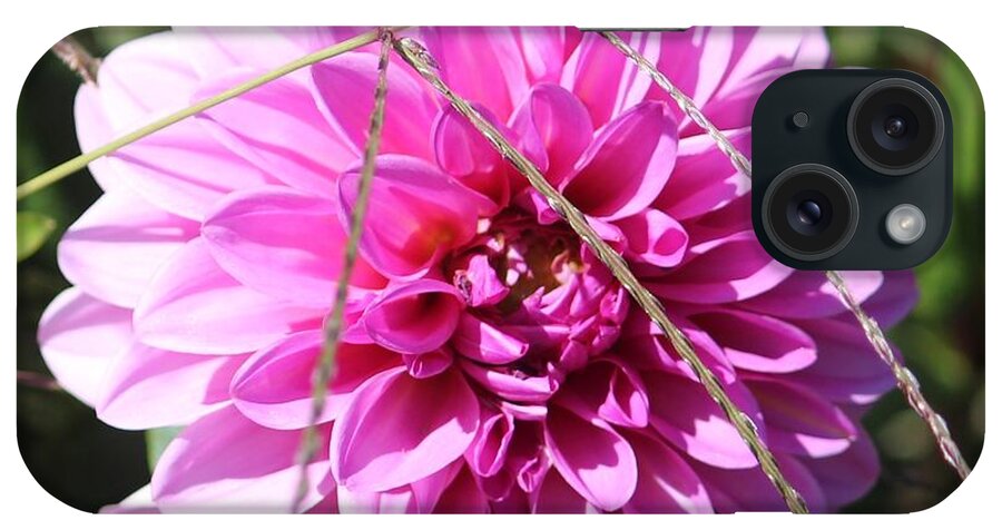 Pink iPhone Case featuring the photograph Pink Flower by Cynthia Snyder