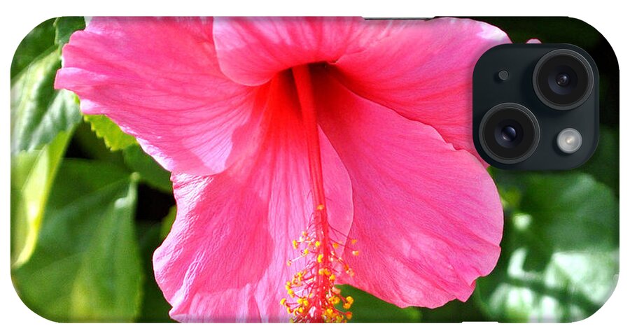 Flower iPhone Case featuring the photograph Pink Hibiscus With Large Stamen by Jay Milo