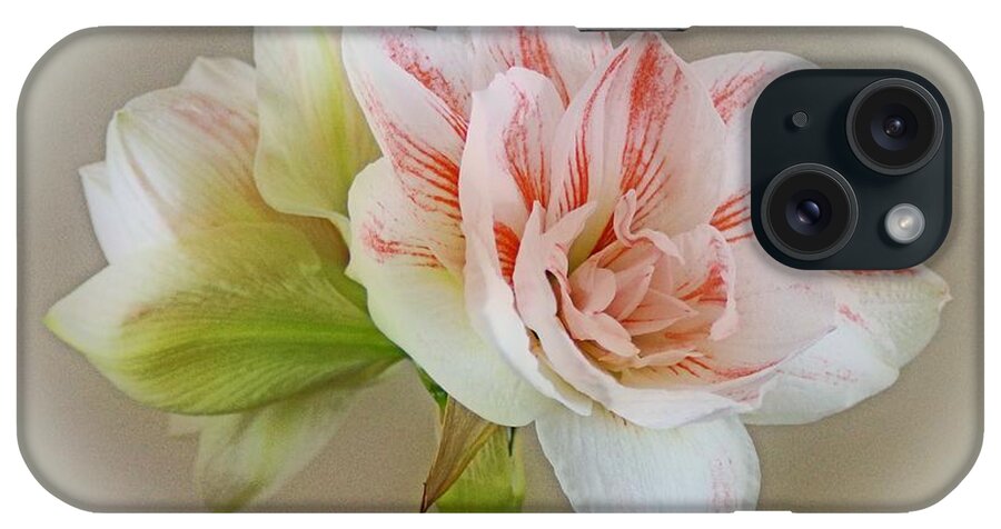 Amaryllis iPhone Case featuring the photograph Pink Nymph by Sandy Keeton