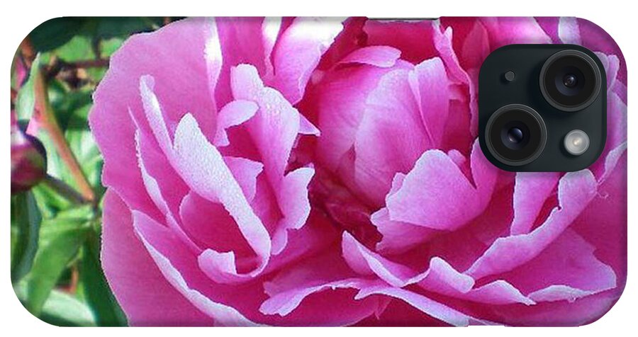 Pink Peony iPhone Case featuring the photograph Pink Peony by Barbara A Griffin